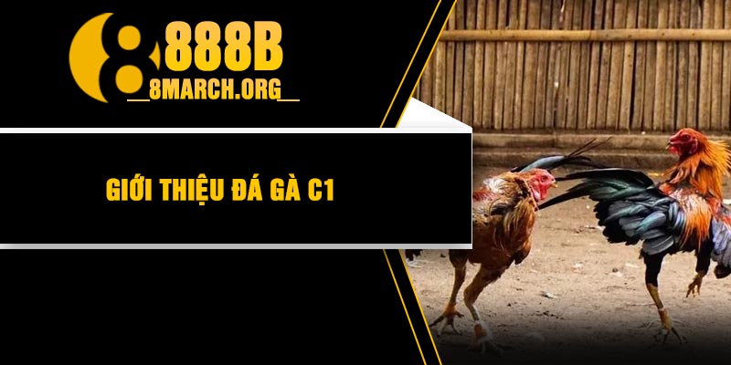 Giới thiệu đá gà C1